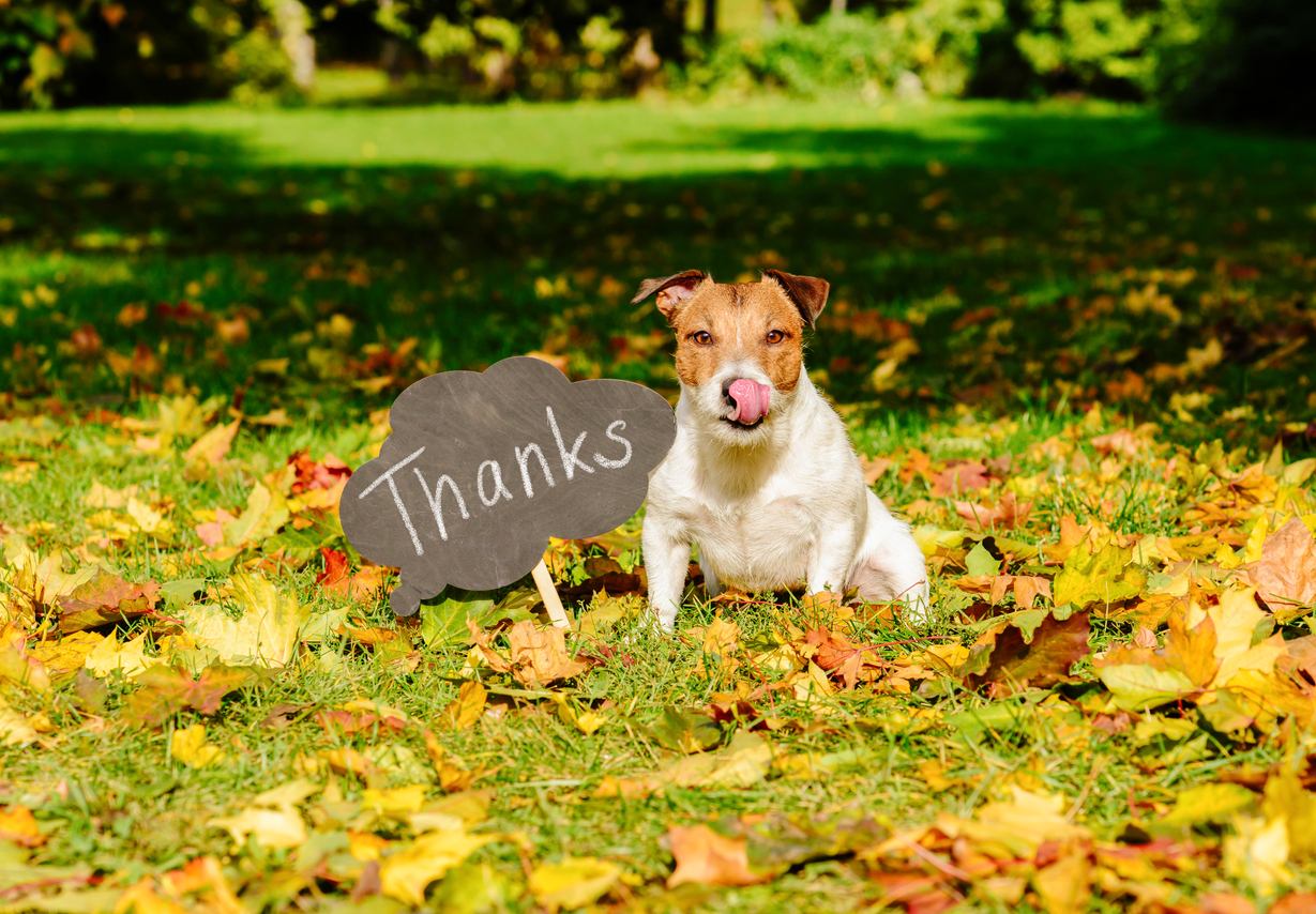 Responsible dog owners took the lead at Cudworth park