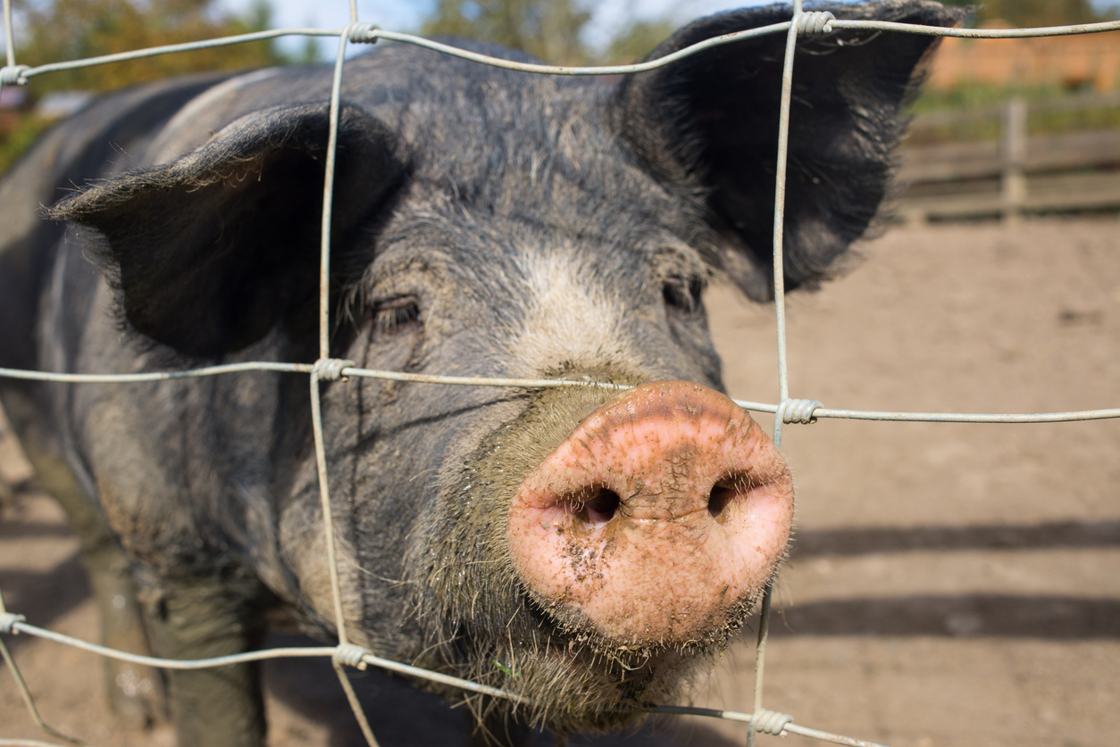A pig sticking its nose through a fence