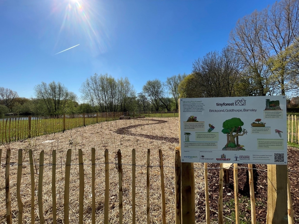 The 600 saplings will be a thriving Tiny Forest within just a few years having been planted in close formation where they will compete fiercely with each other for light and nutrients