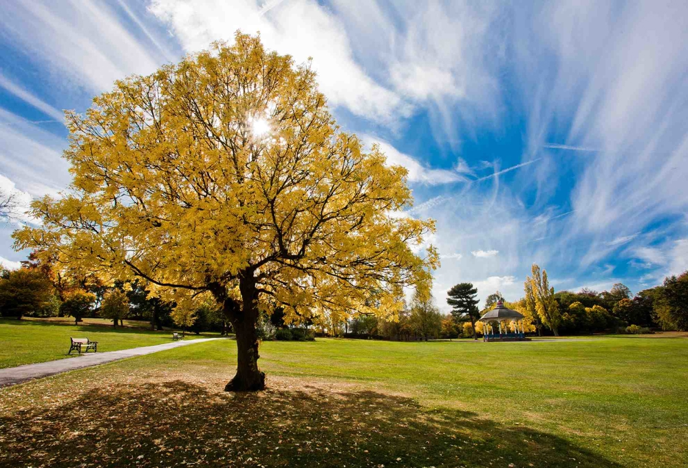 Locke park tree with view of the bandstand