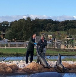 HRH The Earl of Wessex feeding the sea lions after opening their new sea lion complex at the Yorkshire Wildlife Park during a visit to Doncaster on 4 November 2021