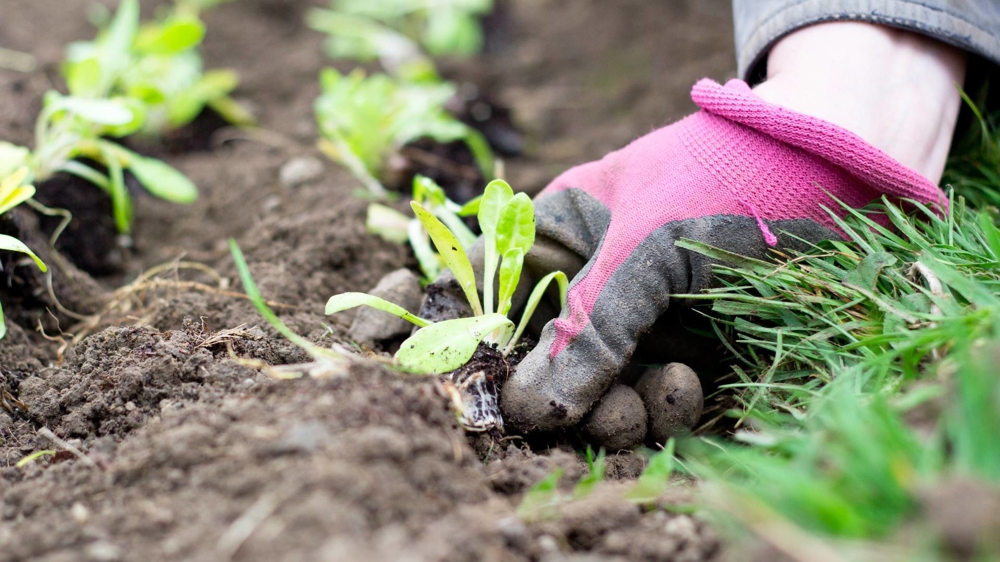 planting