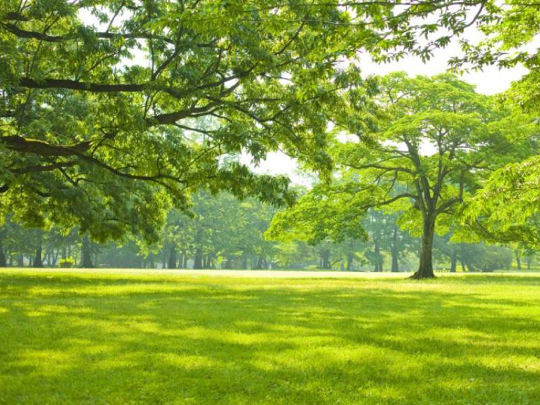 Darfield Park