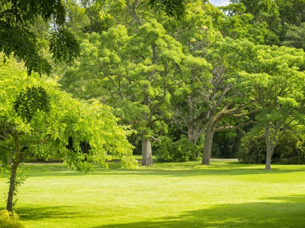 Pilley Pocket Park 800X600