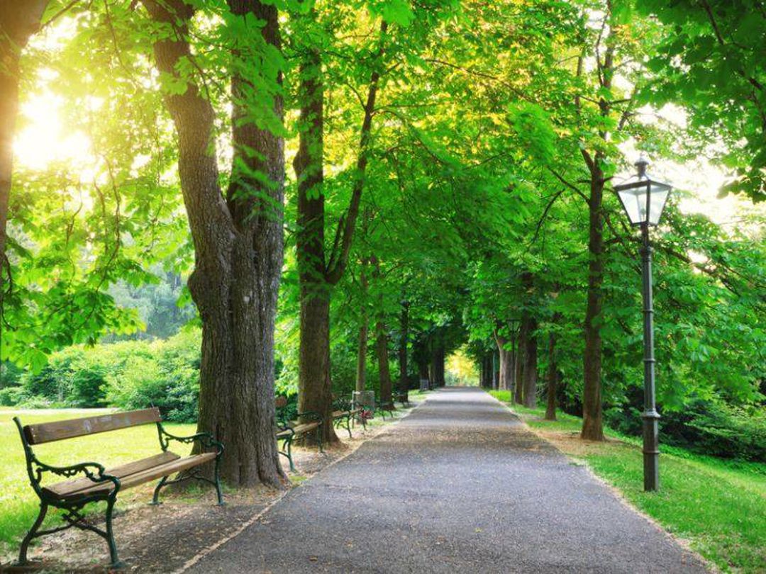 Royston Park in summer