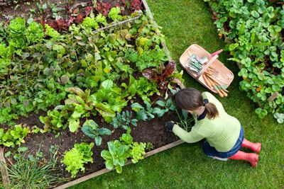 Allotment