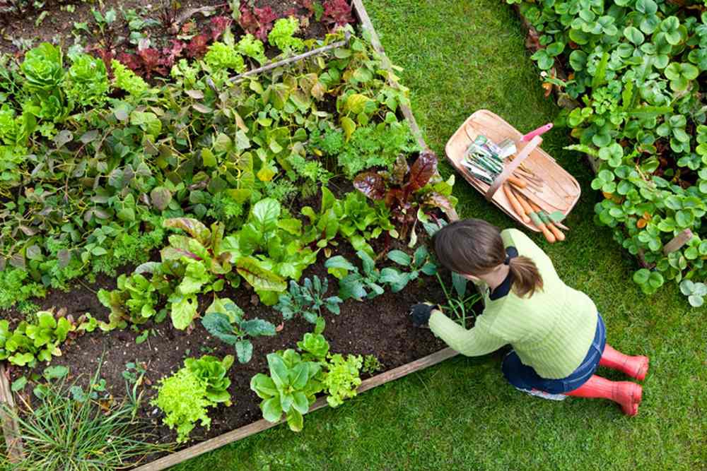 Allotment