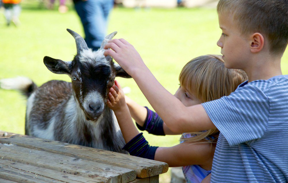 Children petting goat