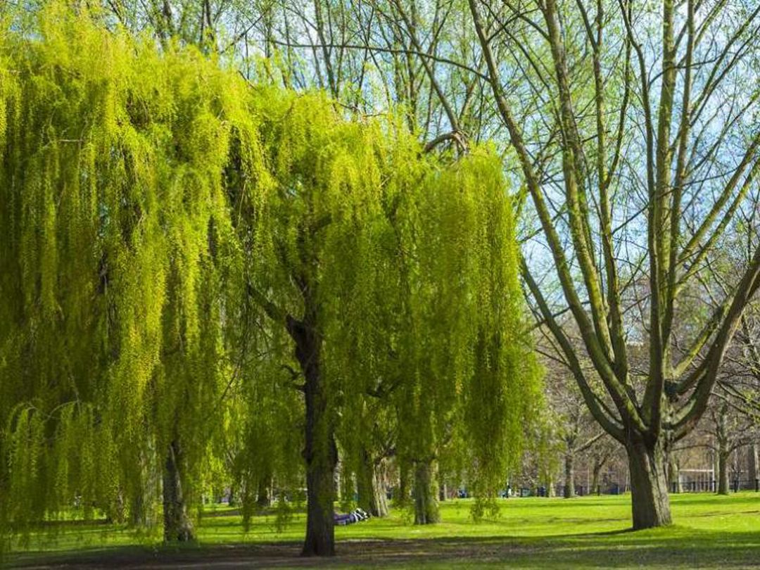 Worsbrough Park, Worsbrough